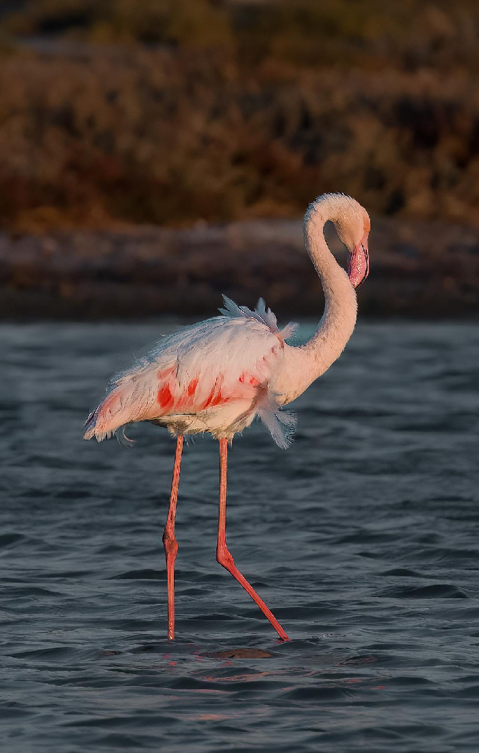 Alaçatı Wetland Area